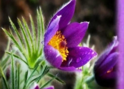 В природном парке "Щербаковский" Камышинского района встали на защиту подснежников