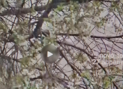 Немного севернее Камышина сегодня, 27 апреля, снег засыпает цветущие вишни (ВИДЕО)