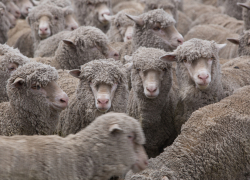 Больше тонны грязной овечьи шерсти пытались провезти в Волгоградскую область 