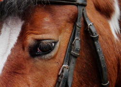 Под Котово в Волгоградской области за что-то расстреляли молодого рыжего коня