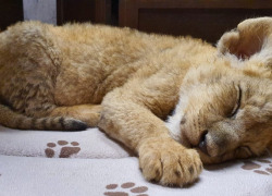 Полицейские спасли львенка с воспалением легких