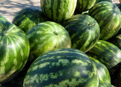 Фермер из села Чухонастовка Камышинского района Иван Матюшенко щедро накормил арбузами семьи участников СВО - героев с передовой