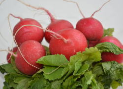 Редиска для первой весенней окрошки оказалась "золотой" в Камышине