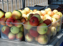 На камышинских рынках яблоки упали в цене до 30 рублей