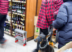 Здоровенные собаки в магазинах Камышина уже "делают покупки" с людьми "на равных"? - камышанка