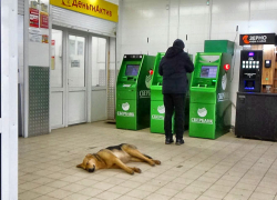 Депутаты Волгоградской облдумы поддержали закон об усыплении дворняг, - "Блокнот Волгограда"