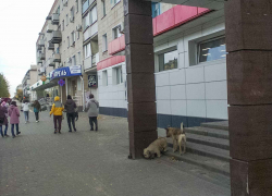 "Веду дочку на укол от бешенства бродячей собаки и ненавижу власть Камышина", - камышанка