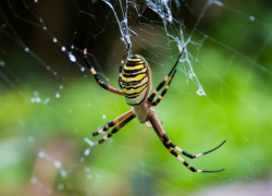 Жители Волгоградской области остерегаются яда паука-осы (ВИДЕО)