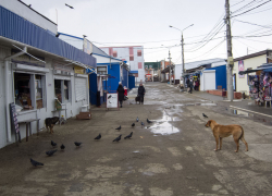 Почему в Камышине бродячих собак по-прежнему полно на рынках, и они ходят за тобой по пятам? - камышанка