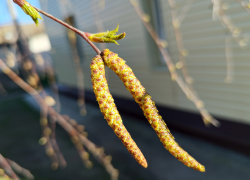 В Камышине сегодня, 8 апреля, весь день будет идти дождь