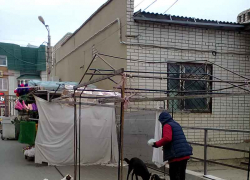 Так от бродячих собак мы не избавимся никогда, - камышанка