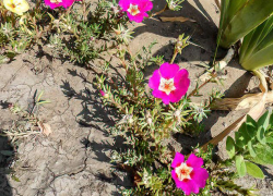 Духота и мимолетный дождь: погода в Камышине 2 августа