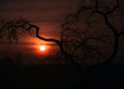 Шок: половину туловища женщины обнаружили на улице Хвалынской в Камышине