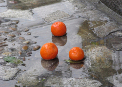 В Камышине на улице Тургенева лежит на боку грузовая "Газель", из-под которой выкатываются мандарины