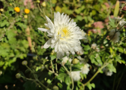 Солнечное и по-летнему теплое воскресенье 29 сентября дарит природа камышанам