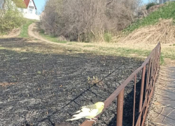 В Камышине на пепелище летает попугай