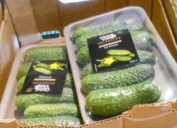 Салат со свежими огурцами становится роскошью для камышан