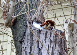 Грибы собирают жители Волгоградской области в разгар зимы 