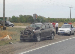 Иномарка сбила насмерть корову в ДТП под Камышином