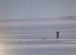 Как камышане спасли на Волге двух тонущих собак 