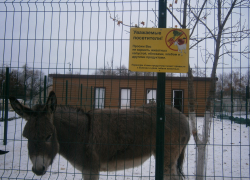 Ослик в городском парке Камышина чем-то болен? - камышанка