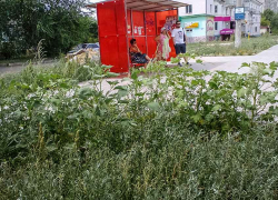 В Камышине завершается укладка тротуарной дорожки на улице Базарова - она тонет в тени леса сорняков