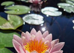 Камышан зовут отдохнуть от суеты в ботаническом саду в Волгограде