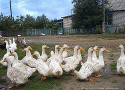 Какие села Камышинского района временно останутся без газа