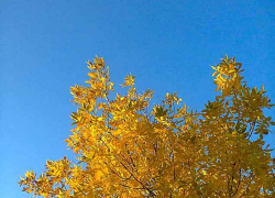 Житель Ольховки, убивший в Камышине товарища, прятался в парке, пока его не задержали оперативники