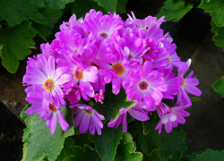 На очаровательную выставку летних цветов камышан приглашают в Волжский