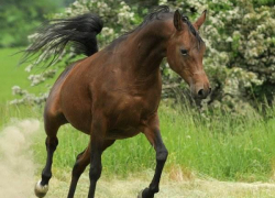 Водитель на "Рено" протаранил двух лошадей и отправил в больницу свою пожилую пассажирку