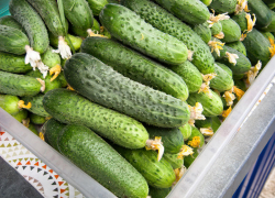 В Камышине до 80 рублей подешевели свежие огурцы, но на цене малосольных это пока не отразилось
