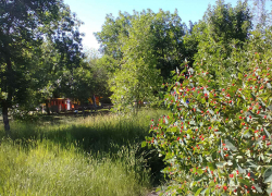 В Камышине в парке Текстильщиков травяные джунгли уже "поглотили" площадку с аттракционами