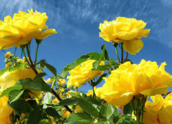 Жара и "ультрафиолет" будут нарастать в Камышине: погодная повестка на 26 мая