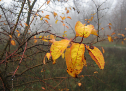 Туман и плюсовые температуры: погода в Камышине в воскресенье 23 ноября