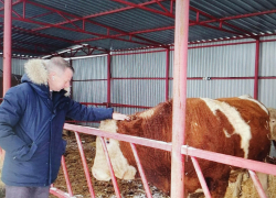 Депутат камышан в Госдуме Алексей Волоцков поехал на фермы Камышинского района - к коровам и фазанам