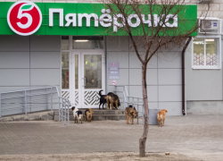 В Волгоградской области бродячие собаки кусают жителей со скоростью один пострадавший каждый час