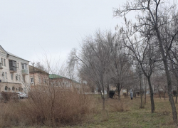 "Нору дикого зверя" обнаружили горожане неподалеку от администрации Камышина