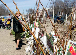 В Камышине оживились ярмарки саженцев