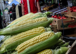 На камышинских рынках стали продавать свежую кукурузу