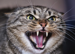 В день выборов губернатора и Облдумы 19-летняя камышанка с ранами лица безнадежно стучится к медикам - вакцины от бешенства опять нет