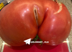 Помидоры-гиганты по килограмму каждый выращивает волгоградка