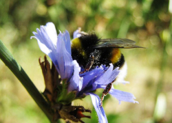 Предсказанные в Камышине синоптиками на сегодня, 24 августа, дожди, в основном,  уже прошли ночью