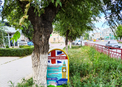 В Камышине в центре города рекламные аншлаги тонут в вымахавших сорняках
