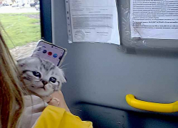 Почему в Камышине в общественном транспорте разрешают возить котов и собак? - камышанка