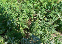 В Камышине на улицах Набережной и Зеленой нашли "лужайки" конопли