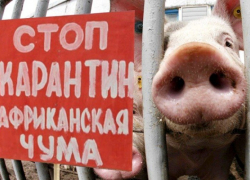 Камышинским хрюшкам опять не поздоровится из-за африканской чумы