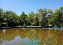 Не кажется ли администрации городского парка, что пора поменять воду в искусственном озере, а то оно стало болотом? - камышанка