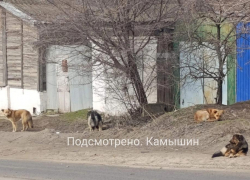 Сжечь всех собачников пожелал депутат Госдумы от Волгоградской области, - "Блокнот Волгограда"