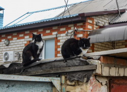 В Камышине сегодня, 10 ноября, отключат свет в двух домах пятого микрорайона и в двух домах - четвертого